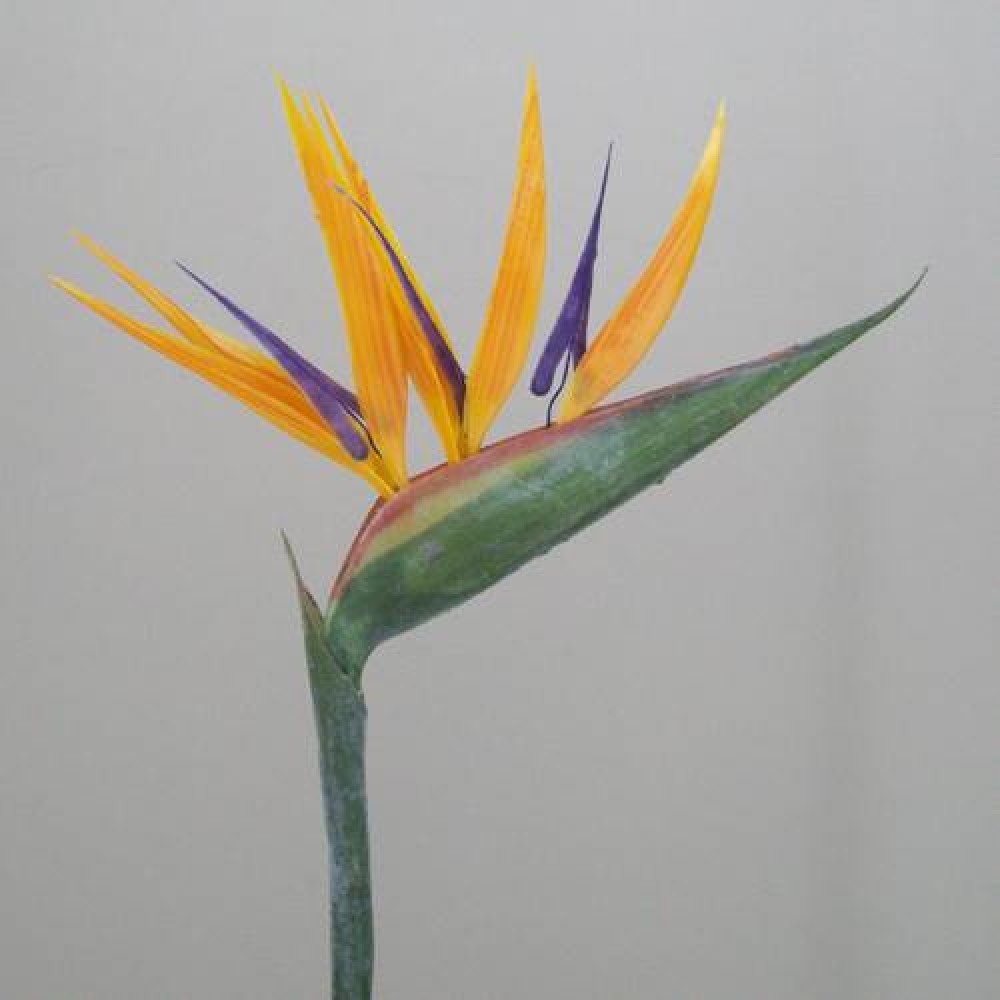 Birds of Paradise Large 75cm Artificial Flowers